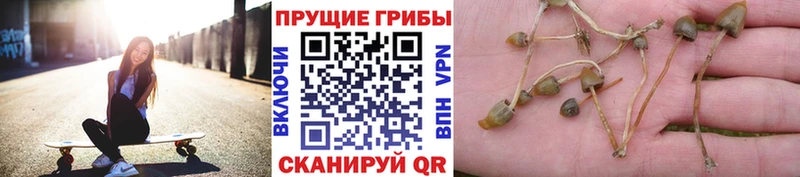 Купить закладки  Галич  Галлюциногенные грибы мицелий 